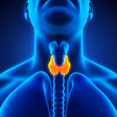 88972817-human-thyroid-gland-anatomy-illustration