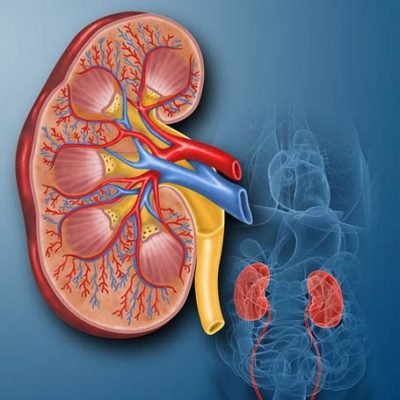 kidney-function-test kidney-function-test